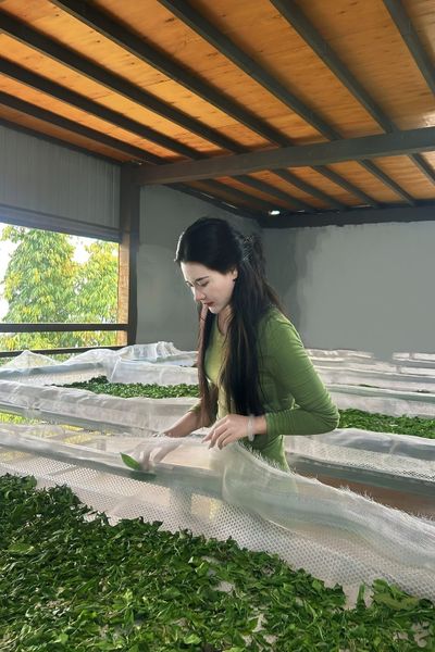 Uống trà shan tuyet giup dep da