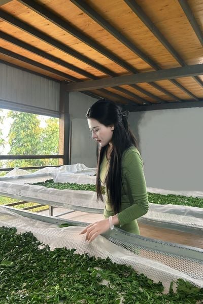 uống trà shan tuyết giúp làm đẹp