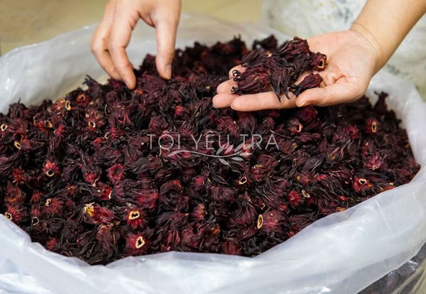 Atiso đỏ hibiscus
