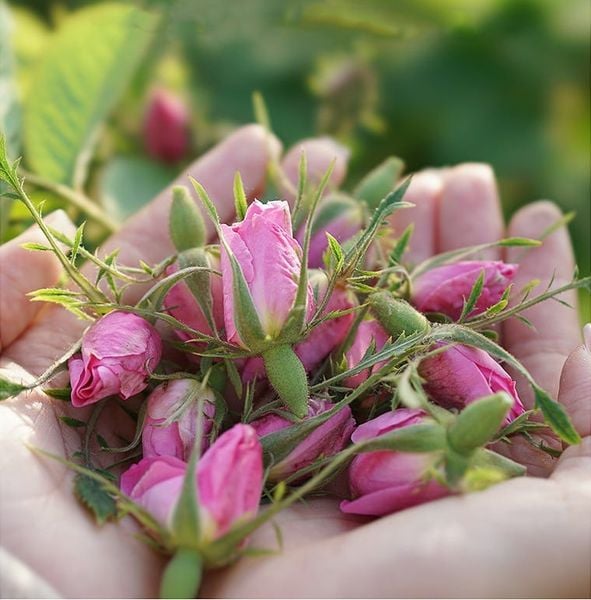 trà hoa hồng thảo mộc