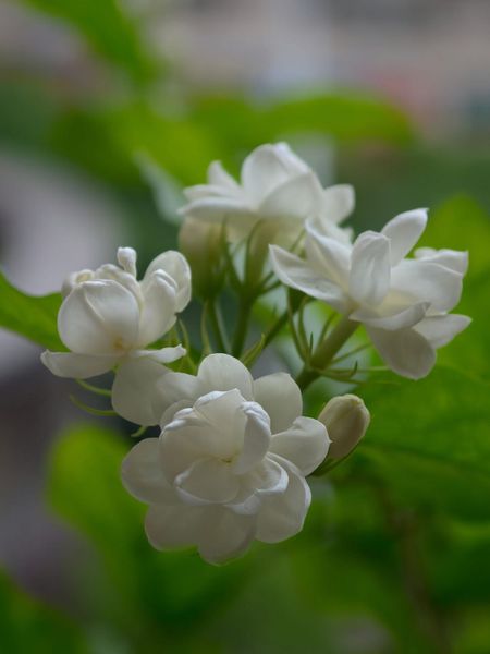 Trà hoa nhài, ướp hoa nhài
