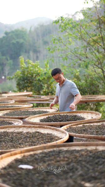 Trà Phổ Nhĩ Việt - Sự lựa chọn dành cho những ai tìm kiếm trà Phổ Nhĩ hảo hạng từ Việt Nam.