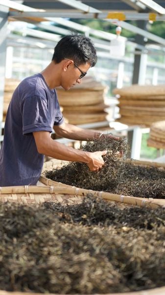 Trà Phổ Nhĩ Dạng Rời Khác Gì Trà Bánh? 4 Ưu Điểm Ít Ai Nói Đến