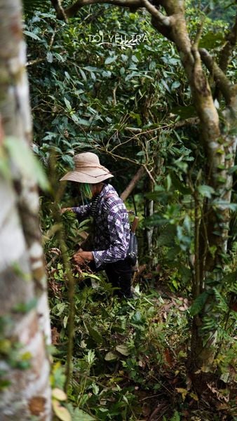 giới thiệu về vùng trà Shan Tuyết cổ thụ núi Tây Côn Lĩnh, Hà Giang: