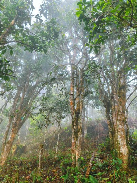 trà shan tuyết Hà Giang cổ thụ Tây Côn Lĩnh