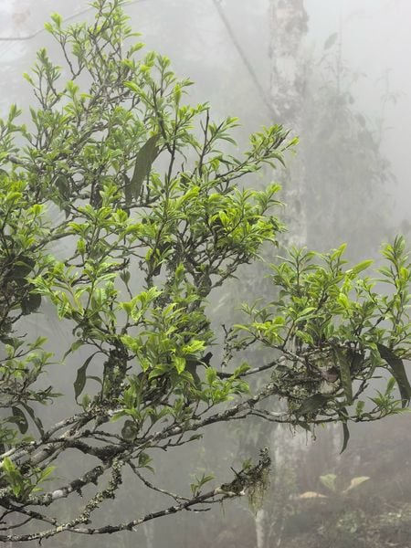 giới thiệu về vùng trà Shan Tuyết cổ thụ núi Tây Côn Lĩnh, Hà Giang: