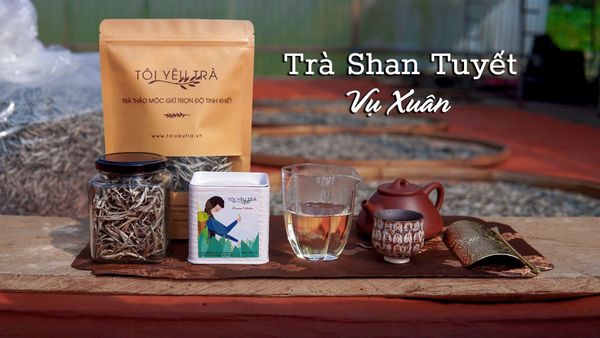 trà shan tuyết Hà Giang cổ thụ Tây Côn Lĩnh