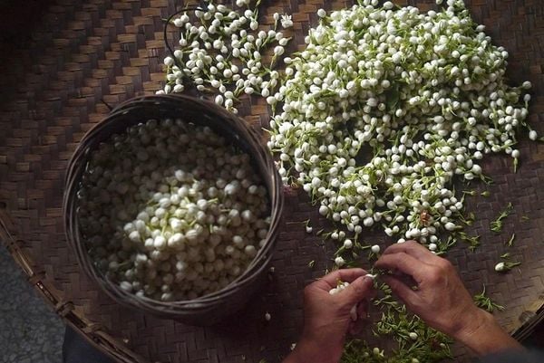 Trà ướp hoa nhài, trà hoa nhài, trà xanh ướp hoa nhài