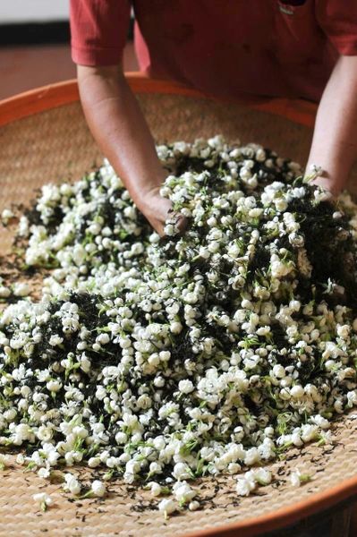 Trà ướp hoa nhài, trà hoa nhài, trà xanh ướp hoa nhài