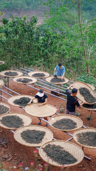 làm trà lên men kiểu phổ nhĩ