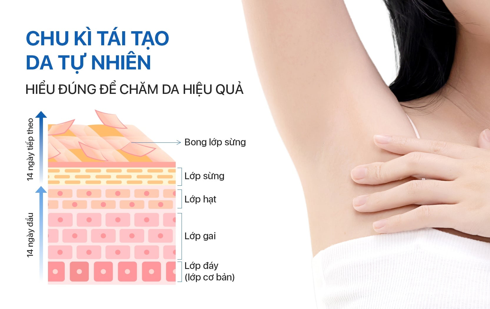 Chu kì tái tạo da tự nhiên: Hiểu đúng để chăm da hiệu quả hơn
