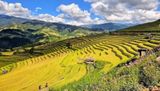 Mù Cang Chải rực rỡ mùa vàng