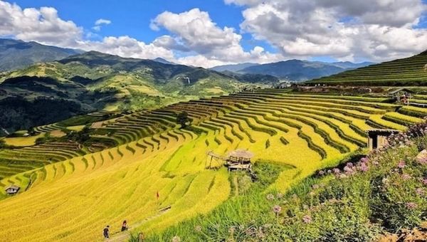 Mù Cang Chải rực rỡ mùa vàng