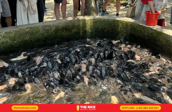 The plump catfish are jumping up to 