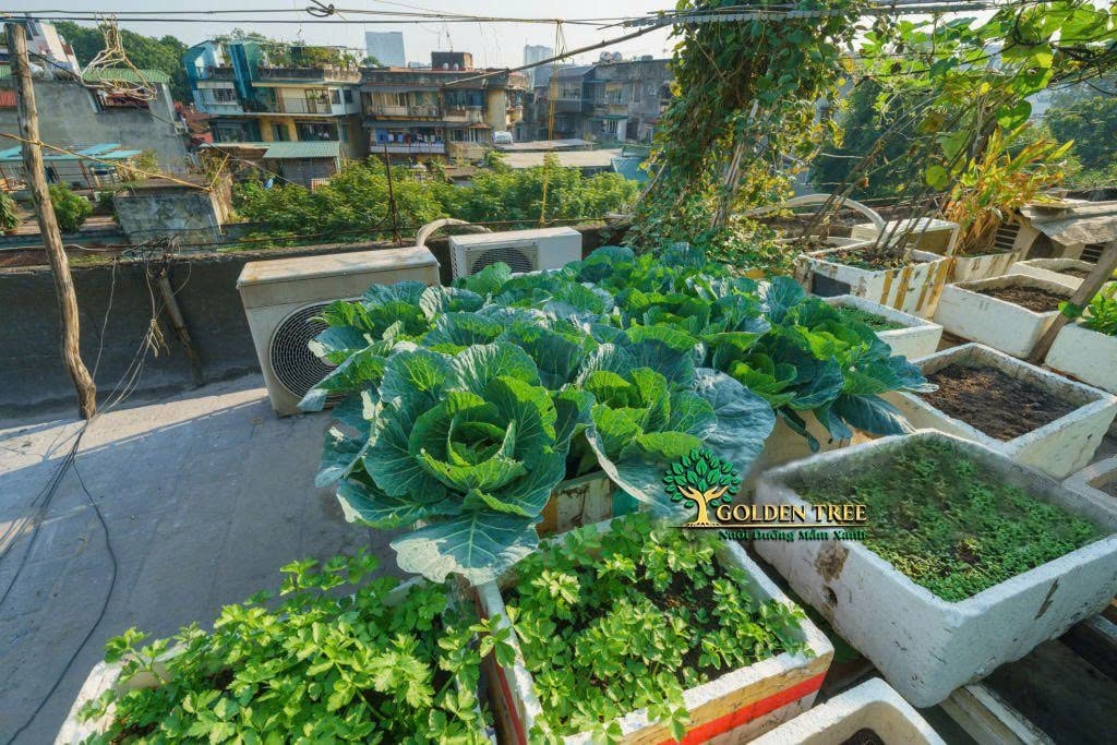 Thiết kế thi công vườn rau sạch trọn gói: Bí quyết cung cấp rau sạch an toàn tại nhà