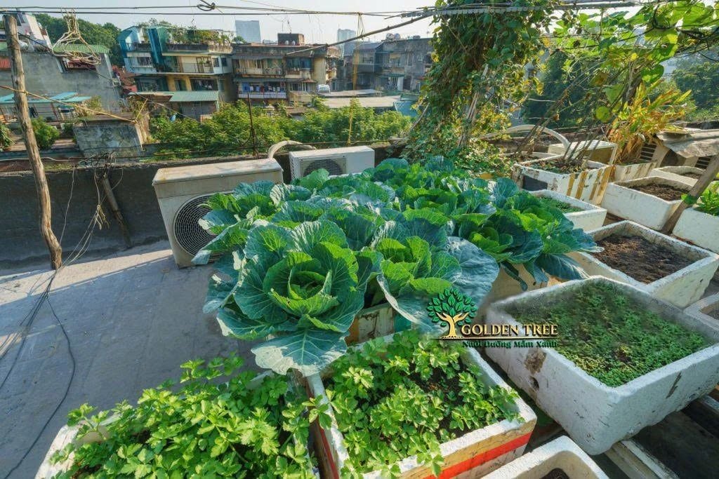 Thiết kế thi công vườn rau sạch trọn gói: Bí quyết cung cấp rau sạch an toàn tại nhà