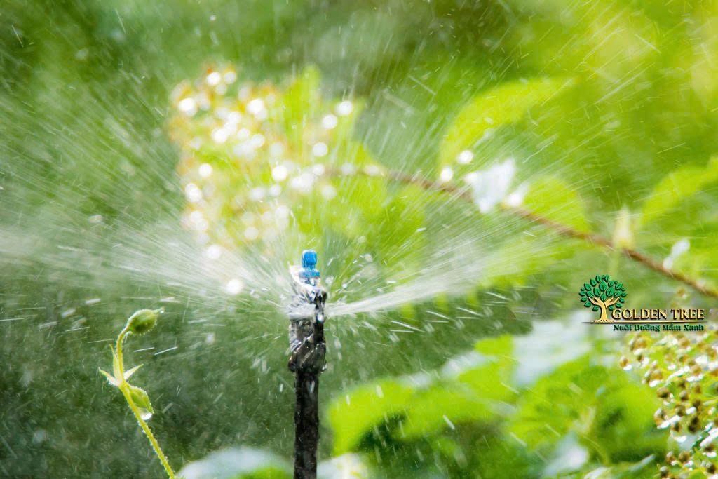 Tưới Phun Mưa Tự Động