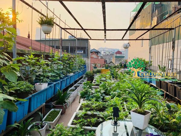 Hệ thống tưới cây tự động tại phường Kim Liên – Khảo Sát Miễn Phí