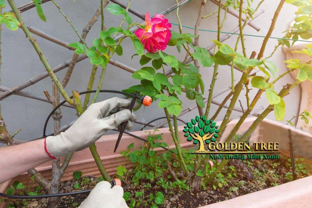Tưới Nhỏ Giọt Sân Vườn