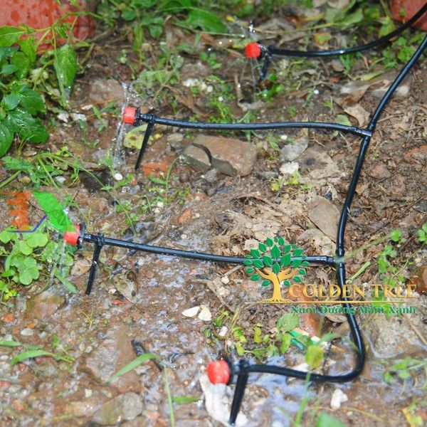 Giải pháp tưới nhỏ giọt sân vườn hiện đại tại Goldentree