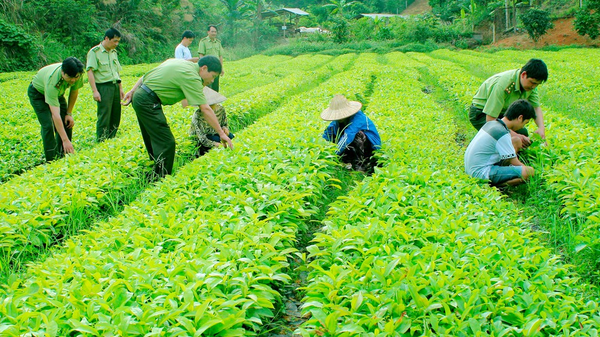 Indole Butyric Acid dùng trong môi trường nuôi cấy mô