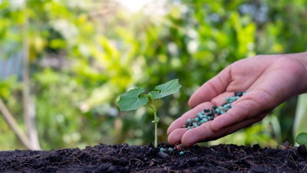 Calcium Lignosulfonate Type 2 dùng trong sản xuất phân bón