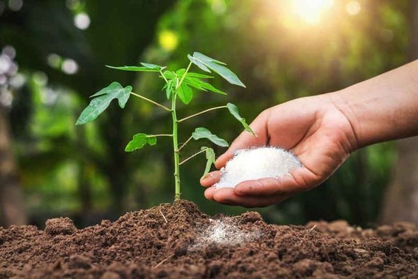 Ammonium Molybdate sử dụng trong phân bón vi lượng