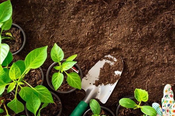 EDTA Cu dùng trong sản xuất phân bón vi lượng và phân bón lá