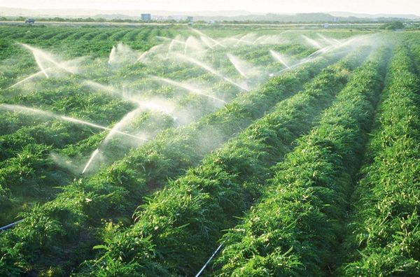 Boric Acid dùng trong sản xuất phân bón