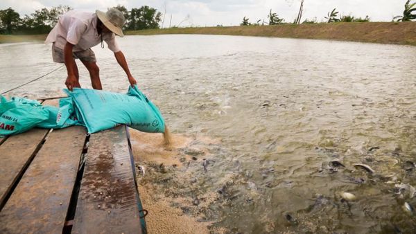 Benzalkonium Chloride dùng trong nuôi trồng thủy sản