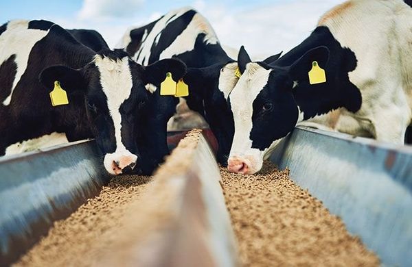 Calcium Formate Feed Grade