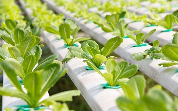 EDTA Mg dùng trong sản xuất phân bón vi lượng và phân bón lá