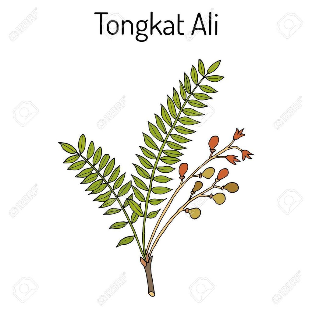 Giải mã Tongkat Ali – thần dược tăng cường sinh lực cho nam giới