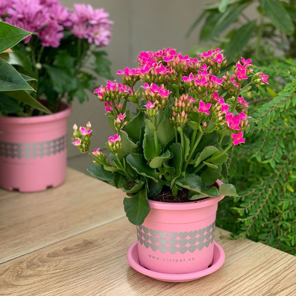 Chậu nhựa hay chậu sứ? So sánh chi tiết để chọn đúng loại phù hợp