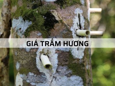 GIÁ TRẦM HƯƠNG NĂM 2023 - Bảng giá cập nhật mới nhất