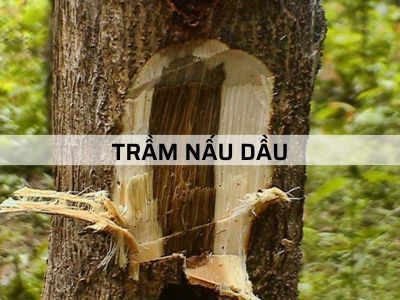 Trầm Nấu Dầu - Định Nghĩa Và Những Hiểu Lầm Phổ Biến