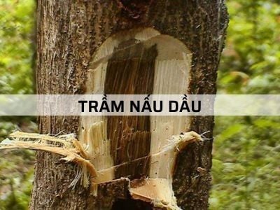 Trầm Nấu Dầu - Định Nghĩa Và Những Hiểu Lầm Phổ Biến