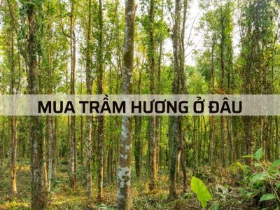 MUA TRẦM HƯƠNG Ở ĐÂU UY TÍN - Chia sẻ bí quyết mua hàng