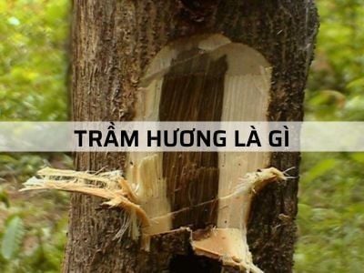 "TRẦM HƯƠNG LÀ GÌ" và những điều chưa ai tiết lộ...