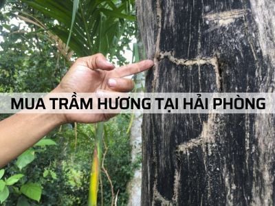 Trầm Hương tại Hải Phòng - địa chỉ uy tín