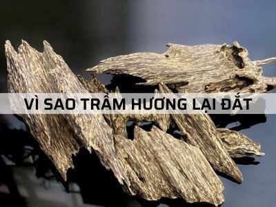 Lý giải vì sao Trầm Hương lại đắt đến vậy?