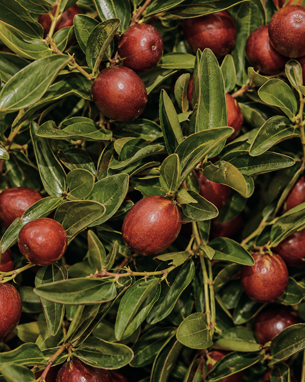 Hạt Jojoba