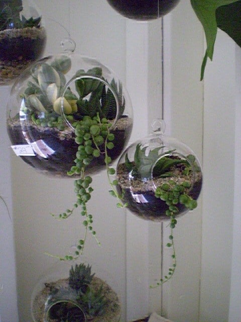 Làm Mới Cửa Sổ Bằng Terrarium Treo: Nhẹ Nhàng Nhưng Tạo Điểm Nhấn Lớn