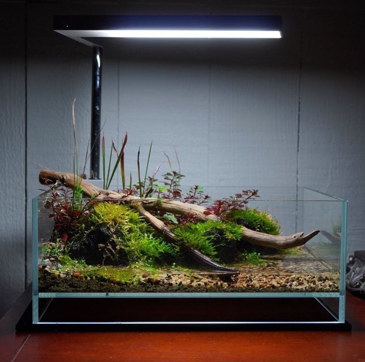 Bừng Sáng Khu Vườn Mini: Hướng Dẫn Cách Tạo Hiệu Ứng Ánh Sáng Tự Nhiên Hoàn Hảo Cho Terrarium