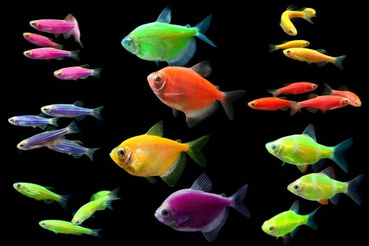 Top 5 Loài Cá Nhỏ Thích Hợp Nuôi Trong Bể Bán Cạn: Dễ Nuôi, Ít Tốn Công