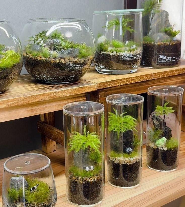 Khi Một Lời Xin Lỗi Là Không Đủ, Hãy Gửi Một Chiếc Terrarium Để Xoa Dịu Tâm Hồn Đối Phương Nhé!