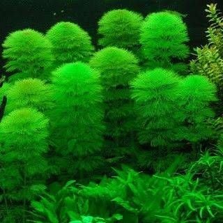 Rong La Hán | Thảm Xanh Mềm Cho Bể Terrarium Thiền
