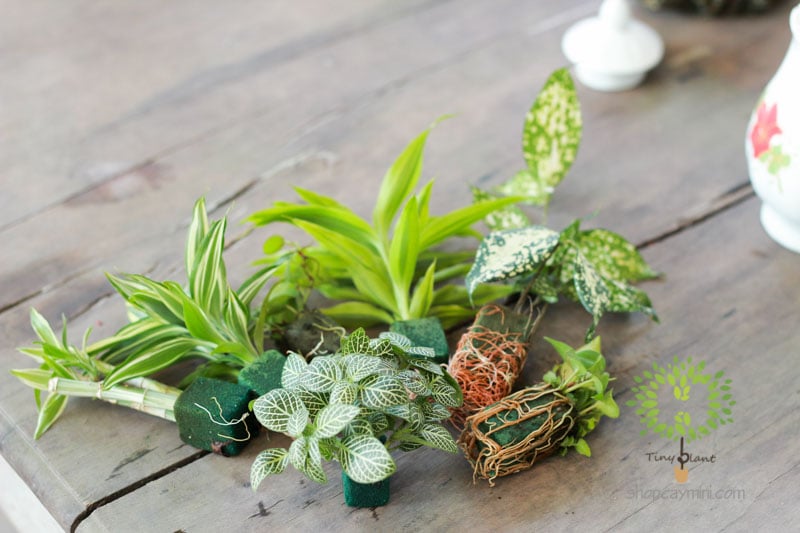 Terrarium Tối Giản: Càng Ít, Càng Sâu – Cho Lối Sống Tinh Tế