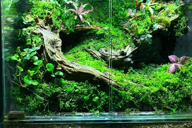 Quà Tặng Terrarium: Nâng Tầm Thương Hiệu Doanh Nghiệp Xanh Hiện Đại