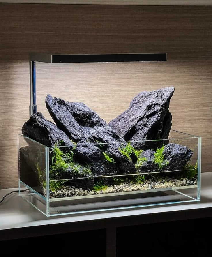 Terrarium và Self-Care: Mỗi Lần Tưới Cây Là Một Lần Chữa Lành Cảm Xúc